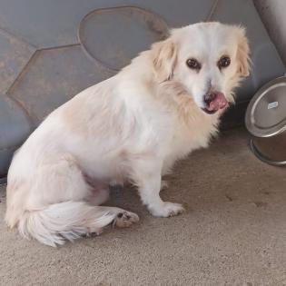 Suki / Status sucht ein Zuhause