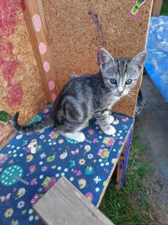 Katzenwelpen Kitten Kätzchen
