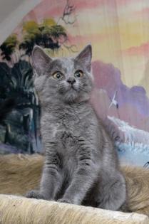 Siva - graues Kitten sucht Zuhause aus dem Tierschutz / gechipt geimpft