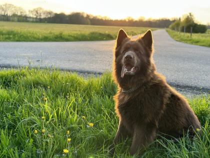Deckrüde altdeutscher Schäferhund Langhaar Brownie