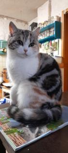 Typvoller junger BKH Kater mit Ahnentafel geimpft entwurmt gechipt kastriert aus HCM PKD fre
