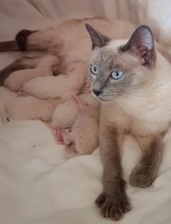 Siam / Thai Kitten Blue Point Babys Kätzchen. 1 Junge. Abgabebereit.