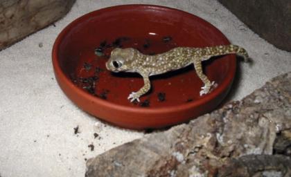 7 Stenodactylus sthenodactylus - Dünnfingergeckos mit Terrarium