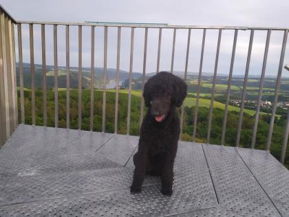 Wurfankündigung F1 Labradoodle