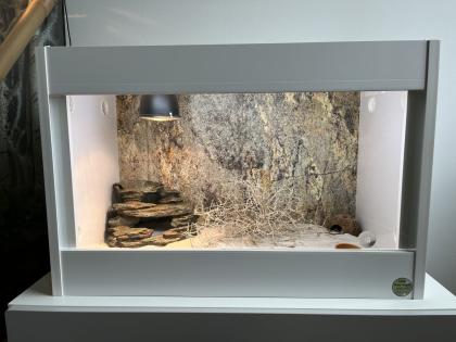 7 Stenodactylus sthenodactylus - Dünnfingergeckos mit Terrarium