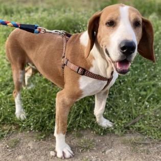 Nicole / Status sucht ein Zuhause