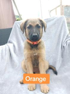 Hundewelpen abzugeben