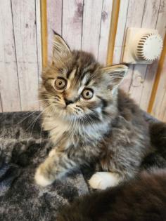 Maine Coon Perser Katze