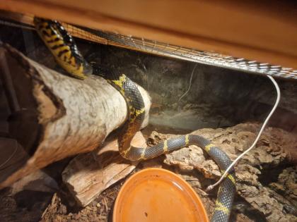 Kettennatter inklusive Terrarium