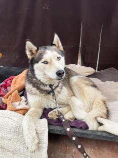 Yistin 5 Jahre bezaubernde Huskyhündin sehr freundlich zu Menschen