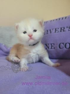 Wundervolle Maine Coon Kitten