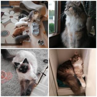 Edelmix Kitten Neva Masquarade Maine Coon