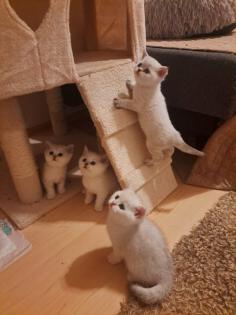 Nur noch 2 reinrassige BKH-Kitten mit Luchsohren Teddygesicht