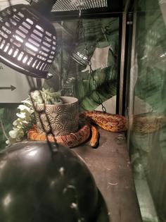 Terrarium komplett Showvitrine Kornnatter