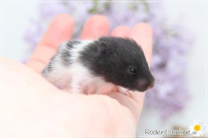 Zauberhafte zahme Goldhamster und Teddyhamster