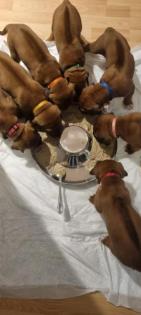 Rhodesian Ridgeback Welpen reinrassig