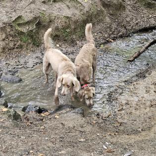 Langhaar-Weimaraner Wurf ab 9. 9. 25