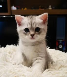 Britisch Kurzhaar mix Kitten