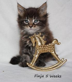 Maine Coon Babys sehr verschmust und wunder schön