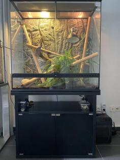 Madagaskar Taggecko mit zwei Terrarien und Zubehör zu verkaufen