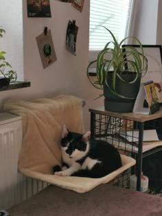 Allergienotfall Verschmuste freundliche Katze