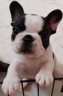 Wunderschöne Welpen der Französischen Bulldogge zu verkaufen.