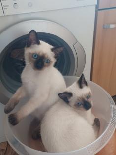 Siam /Thai Kitten Seal Point Babys Kätzchen. Abgabebereit.
