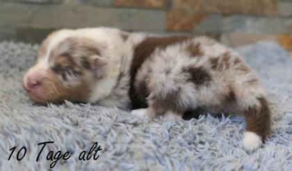 Reinrassiger Australian Shepherd Welpe red-merle weiblich