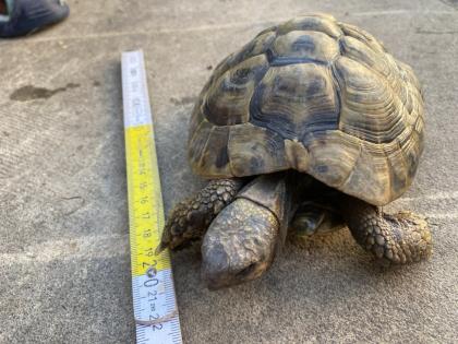 Verkaufe 2 griechische Landschildkröten männlich