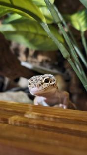 Zwei Leopardgeckos Weibchen