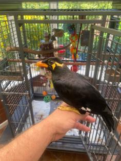 Acridotheres javanicus