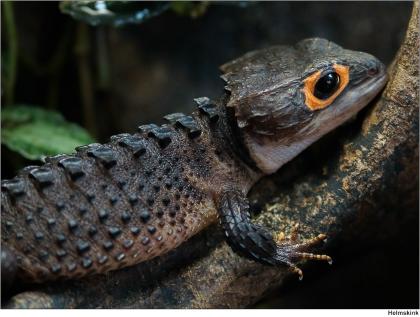 Rotaugen Helmskink Buschkrokodil Tribolonotus gracilis 0. 1 DNZ