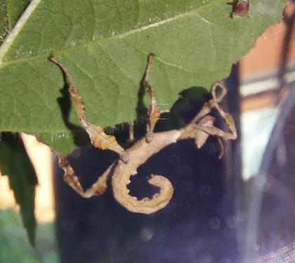 Australische Gespenstschrecke Extatosoma tiaratum
