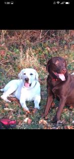 Verkaufe schöne Labrador Welpen