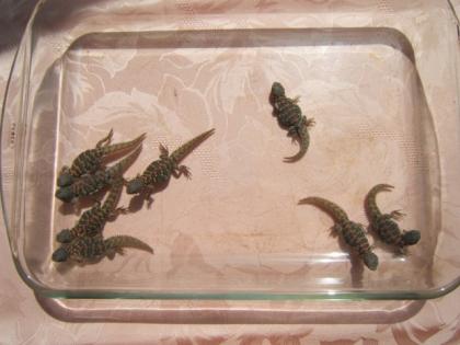 Uromastyx ornata ornata ocellata und Rhacodactylus ciliatus