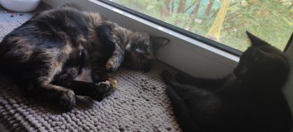 Heilige Birma Mix Kitten