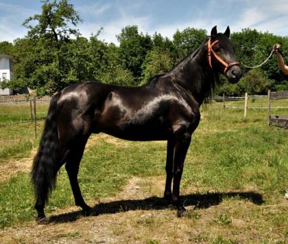 PRE schwarzer Cartujano sehr selten