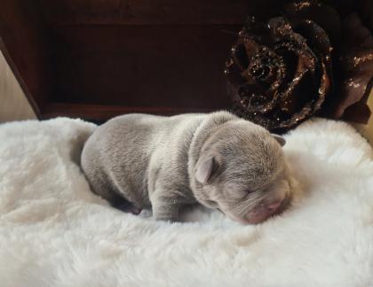 Französische Bulldoggen Welpen lilac solid lilac tan blue and tan