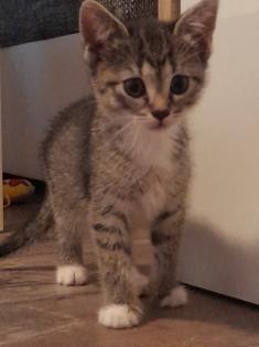 3 süße kitten mädels