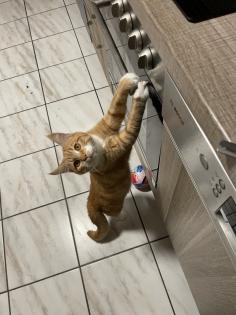Perser Mix Katzen / Kater
