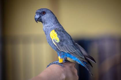 Papagei Rüppellpapagei Blausteißpapagei Poicephalus rüppelli geschl. beringt Herkunftsnachw.