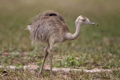 Nandu Küken aus Naturbrut