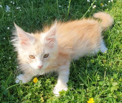 Liebevolle Maine coon mit Stammbaum