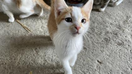 5 süße Katzenbabys abzugeben