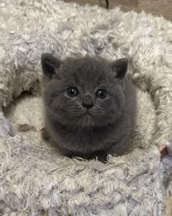 Süße verschmuste Britisch Kurzhaar Britisch Langhaar und mix Kitten Katzenbabys aus liebevoller Zuc