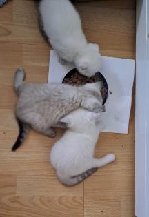 Scottish Straight Kitten