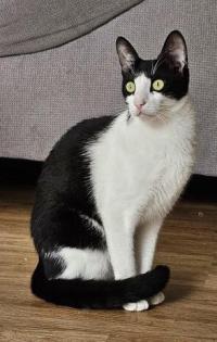 Kater Loki sucht liebevolles Zuhause