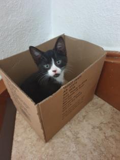 Katzen Kinder Kitten