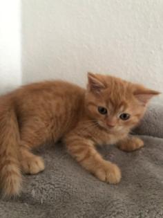Britisch Kurzhaar Mix Kitten