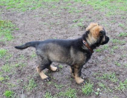 Obiwan Rüde Welpe Altdeutscher Schäferhund DDR Linien